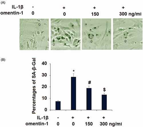 Figure 1. Omentin-1 prevented IL-1β-induced senescence in human SW1353 cells. Cells were stimulated with IL-1β (10 ng/mL) with or without omentin-1 (150,300 ng/ml) for 24 h. (A). SA-β-Gal staining was assayed; (B) Percentages of SA-β-Gal staining positive cells (*, #, $p < .01 vs. previous group, n = 6).