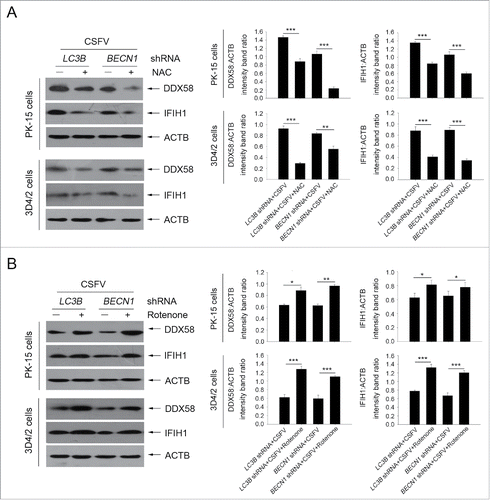 Figure 10. Alteration of ROS levels affects RLR signaling in cultured cells. (A) PK-15 and 3D4/2 cells were transfected with the BECN1 or LC3B shRNAs for 48 h. After 1 h of mock infection or infection by CSFV at an MOI of 1, the cells were further cultured in fresh medium in the absence or presence of NAC (10 mM) for 48 h. The expression of DDX58, IFIH1, and ACTB (loading control) were analyzed by western blot using specific antibodies. The relative expression ratios of these proteins were analyzed by densitometric scanning. The data represent the mean ± SD of 3 independent experiments. One-way ANOVA test; test of homogeneity of variances, P > 0.05, LSD (L) was used for correction of post-hoc test. *, P< 0.05; **, P < 0.01; ***, P < 0.001. (B) PK-15 and 3D4/2 cells were transfected and infected as described in (A). After 1 h of CSFV infection at an MOI of 1, the cells were further cultured in fresh medium in the absence or presence of rotenone (1 μM) for 48 h. The expression of DDX58, IFIH1, and ACTB (loading control) were analyzed by western blot using specific antibodies. The relative expression ratios of these proteins were analyzed by densitometric scanning. The data represent the mean ± SD of 3 independent experiments. One-way ANOVA test; test of homogeneity of variances, P > 0.05, LSD (L) was used for correction of post-hoc test. *, P < 0.05; **, P < 0.01; ***, P < 0.001.