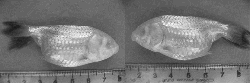 Figure 1. Photograph of the attacked goldfish suffered from ablation of both eyes.