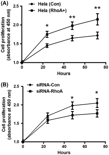 Fig. 4. Rho promotes CC cell proliferation.Notes: (A) significantly higher proliferation of Hela (RhoA+) cells than Hela (Con) cells. The growth curve of both cells was evaluated by CCK-8 assay. (B) growth curve of Hela (RhoA+) cells after transfecting with siRNA-RhoA or siRNA-Con, examined by CCK-8 assay. The experiments were performed separately in triplicate. Statistical significance was shown as *p < 0.05, **p < 0.01.