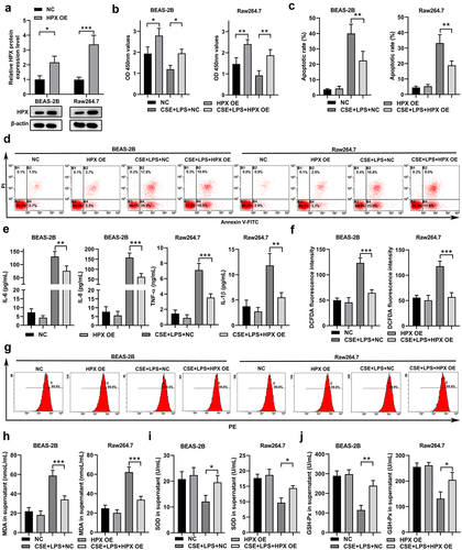 Figure 6. HPX overexpression slightly reduced the inflammation and oxidative stress caused by CSE and LPS in lung cells and macrophages. (a) The relative mRNA levels of HPX/Hpx in BEAS-2B cells and RAW264.7 cells at 48 h after lentivirus-mediated HPX/Hpx overexpression were determined by qPCR. (b-j) Control cells or HPX/Hpx-overexpressing cells were left untreated or exposed to CSE and LPS, and cells at 48 h after challenge were harvested for further analyses. (b-d) Cell proliferation (b) and apoptosis (c-d) in control and HPX-overexpressing BEAS-2B and RAW264.7 cells under control or CSE+LPS conditions were measured by CCK-8 and Annexin V staining. Representative flow profiles are shown (d). (e) Cytokine productions in control and HPX-overexpressing cells of the indicated groups were measured. (f-g) ROS levels by DCFDA flow staining in control and HPX-overexpressing cells of the indicated groups were measured. Representative flow profiles are shown (g). (h-j) The MDA levels (h), SOD activities (i), and GSH-Px activities (j) of control and HPX-overexpressing cells of the indicated groups were measured. n=3 for each group. *P<0.05; **P<0.01; ***P<0.001, between the indicated groups.