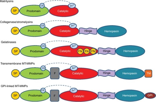 Figure 1 General structure of MMP groups with SP, propeptide, catalytic, and hemopexin domains.
