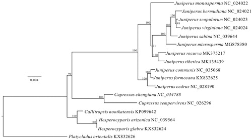 Figure 1. Phylogenetic trees based on the concatenated amino acids of 78 protein-coding genes. The supporting values based on 200 replicates are shown near the nodes.