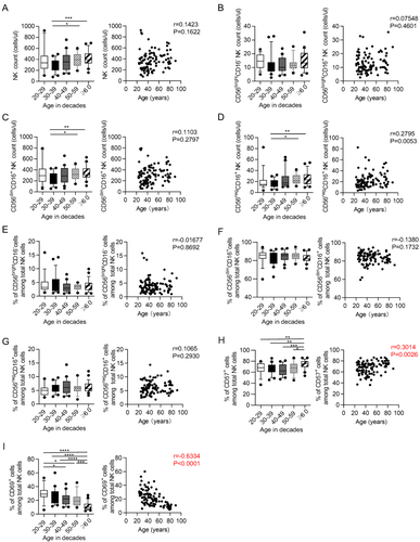 Figure 1 Changes of absolute number, subset distribution and phenotype on NK cells with age. Flow cytometry analysis of NK cell absolute number, subset distribution and phenotype was performed on PBMCs collected from donors of different ages. (A–D) Box plots of the absolute number of NK cells (A, left), CD56brightCD16− NK cells (B, left), CD56dimCD16+ NK cells (C, left) and CD56negCD16+ NK cells (D, left) from donors in different age groups (n = 14–22 each group). Correlation analysis of the absolute number of NK cells (A, right), CD56brightCD16− NK cells (B, right), CD56dimCD16+ NK cells (C, right) and CD56negCD16+ NK cells (D, right) with age from all donors. (E–G) Box plots (left) of the percentage of NK cells subset from donors in different age groups (n = 14–22 each group) and correlation analysis (right) of the percentage of NK cells subset with age from all donors, including CD56brightCD16− NK cells (E), CD56dimCD16+ NK cells (F) and CD56negCD16+ NK cells (G). (H and I) Box plots of the percentage of CD57+ (E, left) and CD69+ (F, left) NK cells from donors in different age groups (n = 14–22 for each group). Correlation analysis of CD57 expression (E, right) or CD69 expression (F, right) with age on NK cells from all donors. P values were obtained by the Kruskal–Wallis test followed by Dunn’s multiple comparisons test. Spearman’s non-parametric test was used to test for correlations. *P < 0.05, **P < 0.01, ***P < 0.001, ****P < 0.0001.