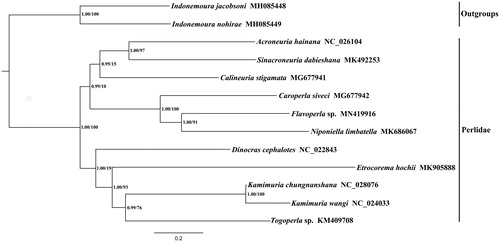 Figure 1. Phylogenetic analyses of Flavoperla sp. based on the sequences of PCG and two rRNAs by the maximum likelihood (ML) and Bayesian (BI) methods. The accession number in NCBI of each species is indicated after the scientific name.