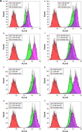 Figure 2 Uptake study with OV-loaded NPs.Notes: (A) The effect of antibody-decorated PLGA NPs on DC uptake assessed by flow cytometry. (a–d) Overlay of the histograms of untreated cells (red), cells treated with plain NPs (green), and cells treated with Ab-modified NPs (purple) for 0.18 iv COOH and 0.55 iv COOH groups with and without BS. (e–h) Overlay of the histograms representing DC uptake of 0.15 iv ester- and 0.55 iv ester-terminated NPs being formulated with and without BS. Histograms are representative of three individual experiments. (B) Bar diagram showing comparative fold increase in MFI of plain NPs and DCs treated with Ab-modified formulations for 0.18 iv COOH, 0.55 iv COOH, 0.15 iv ester, and 0.55 iv ester-terminated NPs, respectively. MFI for different NPs has been compared considering untreated cells (coumarin-6 only) as 1. All the studies were done in triplicate (p<0.05). (C) Representative overlapped CLSM images for coumarin-6 loaded NPs (0.18 iv COOH only) in DCs. Blue color represents the DAPI-stained nuclei which are encompassed by green fluorescence for the groups treated with coumarin-6-loaded NPs.Abbreviations: Ab, antibody; AD, adsorption; BS, bis(sulfosuccinimidyl) suberate; C, COOH; CLSM, confocal laser scanning microscopy; COV, covalent; DAPI, 4′,6-diamidino-2-phenylindole; DC, dendritic cell; E, ester; iv, inherent viscosity; MFI, mean fluorescence intensity; NPs, nanoparticles; OV, ovalbumin; PLGA, poly-lactic-co-glycolide.