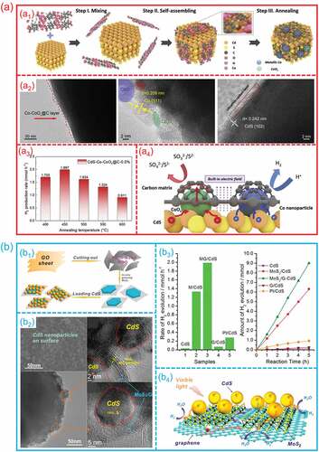 Figure 11. The electron/charge/mass transfer on hetero-interfaces during photocatalytic water splitting. (a) Co-CoOx/C/CdS hetero-interfaces: (a1) Schematically illustration of preparation; (a2) TEM and HRTEM images; (a3) Photocatalytic hydrogen evolution performance; (a4) the charge transfer process. (Reproduced with permission from [Citation118], Copyright 2021, Elsevier) (b) MoS2/Graphene/CdS hetero-interfaces: (b1) Schematically illustration of fabrication; (b2) TEM and HRTEM images; (b3) Photocatalytic hydrogen evolution performance; (a4) the charge carriers transfer and separation on hetero-interface. (Reproduced with permission from [Citation119], Copyright 2014, American Chemical Society).