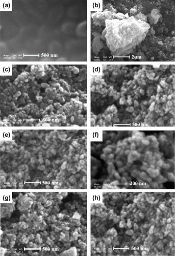 Figure 4 SEM micrographs of (a) pure PUI, (b) 5 wt.% unmodified nano-TiO2/PUI, (c,d) 5 wt.% modified nano-TiO2/PUI BNC, (e,f) 10 wt.% TiO2/PUI BNC, and (g,h) 15 wt.% TiO2/PUI BNC.