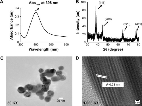 Figure 1 Characterization of optical and physical properties of AgNps synthesized by chemical reduction method. (A) Absorbance spectra for AgNps in the UV–visible spectrum range between 380 and 420 nm with an absorbance maxima at 398 nm. (B) X-ray diffraction spectrum of AgNps in the range 30°–80° showing four peaks at 2θ values of 38.1°, 44.5°, 64.6°, and 77.5° corresponding to (111), (200), (220), and (311) planes, respectively. (C) TEM image showing spherical AgNps. (D) High-resolution TEM image for AgNps showing lattice spacing (d=0.23 nm, d represents the distance between two lattice fringes).Abbreviations: Abs, Absorbance maximum; AgNps, silver nanoparticles; KX, magnification; TEM, transmission electron microscopy.