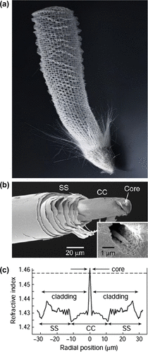 Figure 26. (a) Structure of sea sponge Euplectella. (b) Three structural regions of spicule. SS – outer striated shell, CC – middle central cylinder. (Inset) Organic filament within hollow core. (c) Refractive index profile of the spicule. Source: Aizenberg et al. 2004, Sunder et al. 2003, reproduced with permissions from PNAS [Copyright (2004) National Academy of Sciences, U.S.A.] and Nature.