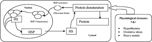 Figure 3. A schematic diagram of the mechanism of HSP synthesis. Denatured proteins accumulate in response to physiological stressors, and activate HSFs. HSFs are hyperphosphorylated in the nucleus and bind to the HSEs. HSP mRNA is then transcribed. HSP are synthesized and ensure the renaturation of denatured proteins.