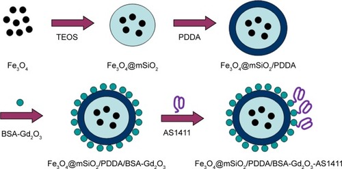 Scheme 1 Schematic illustration of the fabrication process of the Fe3O4@mSiO2/PDDA/BSA-Gd2O3-AS1411 nanoprobes.