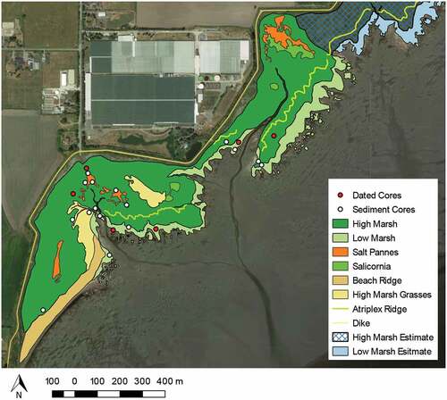 Figure A5. Marsh zonation with specific vegetation distributions in relation to collected cores in the western portion of Boundary Bay. Base Map Source: Google Earth 2018. Base Data. Source: QGIS 3.0