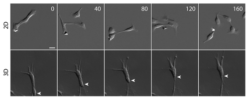 Figure 1. Cell migration phenotype on 2D surface and in 3D matrix. While migrating cells detach frequently from neighboring cells on a collagen-coated 2D surface, migrating cells maintain cell-cell contacts in a 3D collagen matrix. The cells are hepatocyte growth factor (HGF)-treated MDCK epithelial cells that have undergone a complete EMT. White arrowhead tracks the position of a migrating cell. Scale bar, 20 μm. Time in minutes.