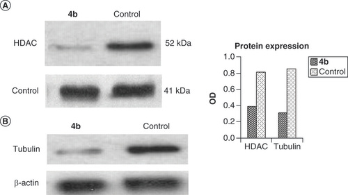 Figure 7. Western blotting analysis of 4b. Levels of (A) HDAC is decreased in comparison to control as well as (B) tubulin down-expression relative to β-actin as a control.HDAC: Histone deacetylase; OD: Optical density.