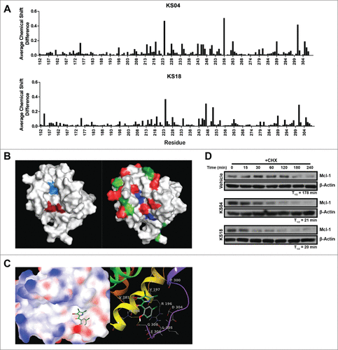 Figure 1. Pyoluteorin derivatives bind to and induce Mcl-1 degradation. (A) Plot of average chemical shift differences in the spectra of 15N-labeled Mcl-1 upon titration with KS04 (top) and KS18 (bottom). (B) Pockets p2 (left, light blue) and p4 (left, dark red) are indicated on the NMR structure of Mcl-1 complexed with Noxa. The same NMR structure of Mcl-1 is also indicated with residues which demonstrate significant average chemical shift differences according to NMR spectroscopy for all of maritoclax, KS04, and KS18 (right, blue), both KS04 and KS18 (right, red), KS04 alone (right, light green), and KS18 alone (right, dark green). (C) The structure of KS04 and KS18 computationally docked to Mcl-1 by GLIDE. Blue and red colors of the molecular surface represent positive and negative potentials respectively. The carbon atoms of KS04 are colored gray and those of KS18 green. Chlorine atoms are colored dark green, bromine atom purple, oxygen atoms red, nitrogen blue, and polar hydrogen white. Non-polar hydrogen atoms are not shown. Left: The pyrrole group of the KS compounds docked in the p4 pocket of the molecular surface of Mcl-1 with their phenol group extended to the tail region of Mcl-1 helix 8. Right: Hydrogen bonding and amino acid residues near the predicated binding site of KS compounds. Mcl-1 backbone is represented by red to purple ribbons from N-terminus to C-terminus. Two hydrogen bonds between KS compounds and Mcl-1 are shown as yellow dotted lines. (D) U937 cells were treated with vehicle, 2.5 μM KS04 or 2 μM KS18 for 1 hour before adding 10 μg/ml CHX and collecting cells at the indicated times. Protein levels were detected by immunoblotting and quantified by densitometry.