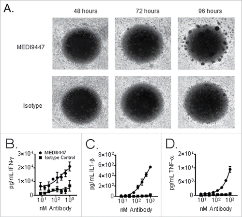 Figure 4. Equal proportions of peripheral blood mononuclear cells from two healthy donors were mixed and incubated in wells of a 96 well plate for 96 h. Panel (A) shows brightfield images were taken at 24 h intervals using a 2.5× objective. Cells were treated with 150 µg/mL of either MEDI9447 (top panel) or and isotype control antibody (bottom panel). Panels (B–D). Equal proportions of peripheral blood mononuclear cells from two healthy donors were mixed incubated in wells of a 96 well plate for 72 h. Cells were treated with the indicated concentrations of either MEDI9447 (circles) or an isotype control antibody (squares). The plate was centrifuged to pellet cells and interferon-γ (Panel B), interleukin-1 β (Panel C), and tumor necrosis factor-α (Panel D) levels in the supernatants were measured by ELISA. Data are representative of experiments involving over 50 different donor-pair combinations.