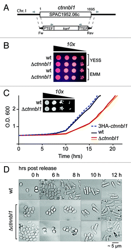 Figure 7. Loss of CTNNBL1 delays quiescence exit in S. pombe. (A) Targeting the yeast SPAC1952.06c (ctnnbl1) locus. The SPAC1952.06c gene was replaced by homologous recombination with a cassette comprising a kanamycin resistance marker under the control of translation elongation factor 1A regulatory signals as described by Bahler et al. (1998). Correct targeting was confirmed by PCR using primers whose locations are indicated. (B) Δctnnbl1 S. pombe grow similarly to controls after spotting on to YES plates. Viability of cells in log-phase growth in either yeast extract (YE) or minimal medium (EMM) from serial 10-fold dilutions spotted onto YE plates containing 5 mg/ml phloxine B. (C) Nitrogen-starved Δctnnbl1 S. pombe showed delayed initiation of growth compared with controls after transfer into rich medium. Growth curves after release from nitrogen starvation (time zero) are shown for wild type S. pombe (wt; black line), two-independent Δctnnbl1 mutants (red and orange lines) in which the ctnnbl1 locus had been replaced by a kanr cassette as well as of S. pombe carrying a control ctnnbl1 targeting in which the ctnnbl1 locus had been replaced by 3HA-tagged CTNNBL1 driven from the nmt1 promoter (blue dashed line). Similar results were obtained in four independent experiments. Growth of serial 10-fold dilutions of 3 week-starved S. pombe cultures on YE plates revealed that CTNNBL1 deficiency did not affect their viability. (D) Starved CTNNBL1-deficient S. pombe exhibit delayed exit from G0 following release from nitrogen starvation. Quiescent S. pombe, which adopt a small, round shape on nitrogen starvation, elongate prior to their first cell division on release into rich medium.Citation23 Cells were fixed in 70% ethanol at the times indicated and visualized by phase-contrast microscopy.