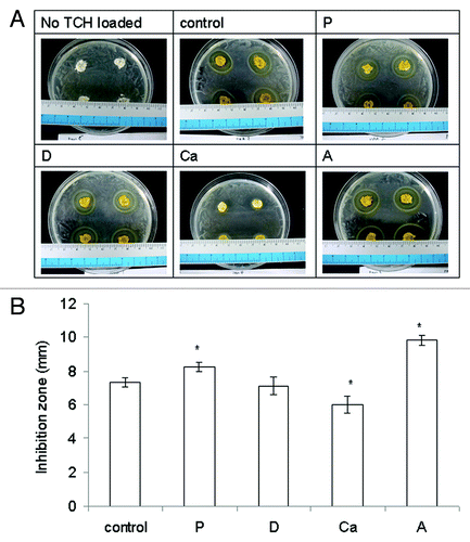 Figure 7. (A) Representative pictures of the antibacterial effect of samples releasing tetracycline HCl (TCH). (B) The bacterial inhibition zone of the samples loaded with (TCH). Data are presented as the mean ± SD (n = 8). *Indicates data significantly different from the control sample (p < 0.05).