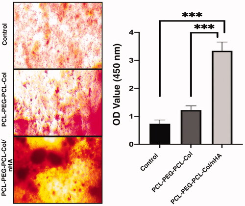 Figure 6. Alizarin red staining of MSCs seeded on PCL-PEG-PCL-COL and PCL-PEG-PCL-COL/nHA hydrogels after 14 days with a magnification of 200 μm. The calcium content of the nano-hydroxyapatite contained hydrogels was significantly higher than in other groups. (***p < .001).