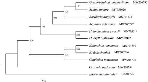 Figure 1. ML tree based on 10 complete chloroplast genomes of Crassulaceae and one outgroup species. Numbers at the nodes are bootstrap support values based on 1000 replicates. GenBank accession Numbers are listed beside the species. The species H. erythrostictum is highlighted in bold.