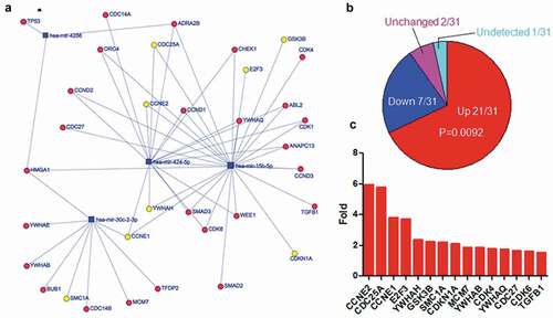 Figure 6. Upregulated expression of the top five-decreased miRNA targets associated with cell cycle. a. The network of miRNAs and their targets which were enriched in cell cycle. The yellow cycles indicated the genes of which expression were increased more than two-fold after EBV infection. b. The expression alteration of target genes associated with cell cycle after EBV infection. P-value was calculated using Fisher exact test in R. c. The genes of which expression were increased more than twofold after EBV infection. The gene expression data were calculated using RNA-Seq data with or without EBV infection from SRA.