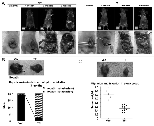 Figure 4. TF knockdown suppresses hepatic metastasis of colorectal cancer in vivo. (A) in the control group, infusion of cancer cells resulted in development of macroscopic hepatic tumors in 19/20 mice (Vec). In the TF knockdown group, macroscopic hepatic tumors were visible on the liver surface in 2/20 mice (TFi) (p < 0.001 vs. control). Black arrows indicated orthotopic tumor, hollow arrows indicated hepatic metastasis. (B) Macroscopic examination of the liver. In the control group, metastasis was visible macroscopically. By contrast, in the TF knockdown group, no metastasis was visible macroscopically. (C) Orthotopic tumor weight (g) in the two group after 3 mo. Significant difference in orthotopic tumor growth between the two groups. *p < 0.05, **p < 0.01, vs. empty vector group.