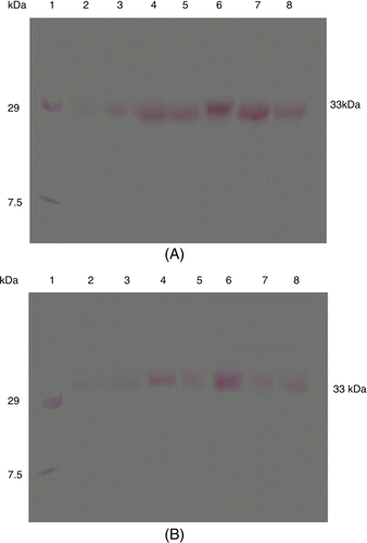 Figure 3.  Western blot of PR proteins showing the detection of β-1,3-glucanase activity from Eruca sativa after pathogen (A. brassicicola) infection in var. RTM-2002 (A) and T-27 (B) after different time intervals; lane 1: Marker, lane 2: 0 h control, lane 3: 4 h control, lane 4: 4 h inoculated, lane 5: 48 h control, lane 6: 48 h inoculated, lane 7: 168 h control, lane 8: 168 h inoculated.