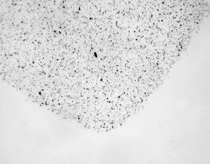 FIG. 4 The corner of a typical BA sample trace at 100× magnification. The sample trace was well defined and the 1.7 mm × 5.5 mm area did not vary between samples.