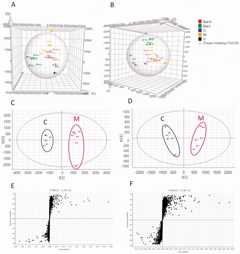 Figure 2. The PLS-DA score plots of serum samples analysed in positive (A) and negative (B) ion models from all groups; OPLS‑DA score plots of serum samples analysed in positive (C) and negative (D) ion models comparing pulmonary fibrosis metabolite profiles from the control to those from the model group; S-plots constructed from the OPLS-DA of serum samples in positive (E) and negative (F) ion models.
