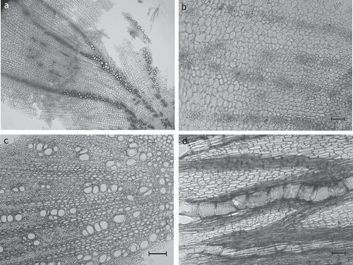 Figure 7.  C. intybus root. (A) Overview showing the extension and arrangement of tissues: secondary phloem and secondary xylem are of similar extension (S5); (B) secondary phloem with lactiferous vessels arranged in rows (CI1-08); (C) secondary xylem with vessels in groups and short rows (CI1-08); (D) secondary xylem: vessels and rays (CI2-07); (A–C) transverse sections; (D) longitudinal section; scale bars = 50 µm.