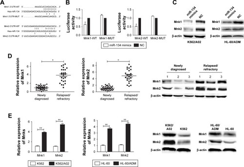 Figure 3 miR-134 negatively regulates Mnk1/2.