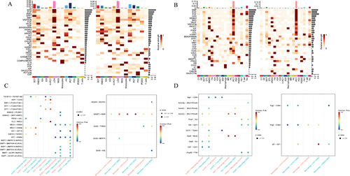 Figure 8 Upregulated information flow in different cell types and upregulated ligand-receptor pairs between immune and renal innate cell. (A) Upregulated information flow in different cell types in the human snRNA-seq dataset, left: Overall signaling patterns in control groups; right: Overall signaling patterns in DKD groups; (B) Upregulated information flow in the mice scRNA-seq dataset; left: Overall signaling patterns in control groups; right: Overall signaling patterns in DKD mice model groups; (C) Upregulated ligand-receptor pairs of DKD patients in human snRNA-seq datasets; left: Upregulated ligand-receptor pairs from innate cells to immune cells; right: Upregulated ligand-receptor pairs from immune cells to innate cells; (D) Upregulated ligand-receptor pairs in the DKD mice model scRNA-seq dataset; left: Upregulated ligand-receptor pairs from innate cells to immune cells; right: Upregulated ligand-receptor pairs from immune cells to innate cells.