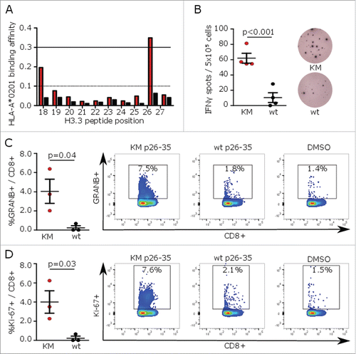Figure 1. H3K27M p26–35 vaccination induces mutation-specific CD8+ immune responses in MHC-humanized mice. (A) MHC peptide binding predictions for H3K27M (red bars)-containing and wild type (black bars) 10mer peptides to HLA-A*0201 using NetMHC algorithm. Peptides with binding affinity > 0.3 are defined as potential binders. (B) ELISpots of IFNγ splenocyte responses to H3K27M p26–35 (KM, red dots) or wild type (wt, black dots) after vaccination of A2.DR1 mice with the 10mer H3K27M p26–35 in Montanide®. Numbers of spots to DMSO as negative control were subtracted. Individual values and mean ± SEM of four mice per group and representative ELISpots are shown. (C, D) Intracellular flow cytometry of splenocyte granzyme B (GRANB (C) or Ki-67 (D) responses to H3K27M p26–35 (KM, red dots) or wild type control (wt, black dots) after vaccination of A2.DR1 mice with H3K27M p26–35 in Montanide®. Re-stimulation with the vehicle DMSO served as control, and gate frequencies were subtracted. Gated on living CD3+CD8+ cells. Individual values and mean ± SEM of three mice per group and representative dot plots are shown.