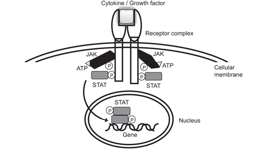 Figure 1. Intracellular signaling of cytokines/growth factor s via the JAK-STAT pathway.