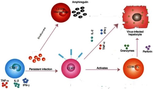 Figure 1 T cell response with infiltration of large number of specific interferon (IFN)-γ-producing CD8+ cells into the liver.