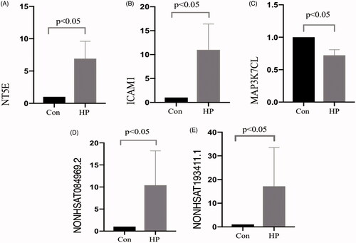 Figure 5. Quantitative analysis. Differential expression of lncRNA and mRNA was verified using RT-qPCR. The expression levels of individual lncRNAs and mRNAs were compared between the CON group and the HP group (A, NT5E; B, ICAM1; C, MAP3K7CL; D, NONHSAT084969.2; and E, NONHSAT193411.1). The changes in the expression level of each lncRNA and mRNA are illustrated as a vertical bar. The vertical axis represents fold change in expression on a log 2 scale.