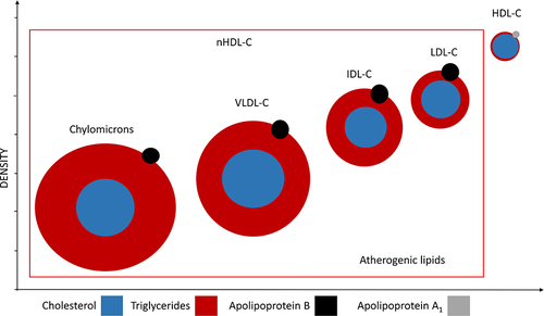 Figure 2 The atherogenic lipoprotein consists of chylomicrons, VLDL-C, IDL-C, and LDL-C.