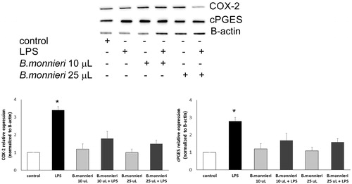Figure 8. Relative expression of COX-2 and cPGES in the A549 cells activated with LPS and supplemented with Bacopa monnieri extract (10 μL and 25 μL). The graphs represent six independent experiments. An asterisk denotes statistically significance, p = 0.001.