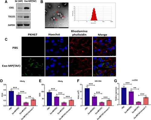 Figure 4 Characterization of exosomes derived from macrophages treated with TAF. (A) Protein expressions of exosomal markers CD81 and TSG101 in exosomes derived from the supernatants of THP-1-derived macrophages (MP) treated with TAF treatment (50 µmol/L) for 48 h (Exo-MP(TAF)). MP derived from THP-1 was used as the negative control (NC(MP)). (B) Transmission electron microscopy and nanoparticle tracking analysis for Exo-MP(TAF). (C) Fluorescence staining assay for visualizing the internalization of Exo-MP(TAF)in HepAD38 cells. Exo-MP(TAF) was labeled with fluorescent dye PKH67 (green). The nuclei were labeled with fluorescent dye Hoechst (blue). The cytoskeleton was labeled with fluorescent dye rhodamine phalloidin (red). Scale bar = 25 μm. (D) The HBsAg level in the culture supernatants of HepAD38 cells treated with PBS, exosomes derived from the supernatants of THP-1-derived MP treated with PBS (Exo-MP(PBS)) (10 μg/mL), Exo-MP(TAF) (10 μg/mL), or Annexin V (1 µg/mL) for 48h, respectively. (E) The HBeAg level in the culture supernatants of HepAD38 cells treated with PBS, (Exo-MP(PBS)) (10 μg/mL), Exo-MP(TAF) (10 μg/mL), or Annexin V (1 µg/mL) for 48h, respectively. (F) The HBV DNA level in the culture supernatants of HepAD38 cells treated with PBS, (Exo-MP(PBS)) (10 μg/mL), Exo-MP(TAF) (10 μg/mL), or Annexin V (1 µg/mL) for 48h, respectively. (G) The intracellular HBV cccDNA level in the culture supernatants of HepAD38 cells treated with PBS, (Exo-MP(PBS)) (10 μg/mL), Exo-MP(TAF) (10 μg/mL), or Annexin V (1 µg/mL) for 48h, respectively. **p < 0.01, ***p < 0.001.