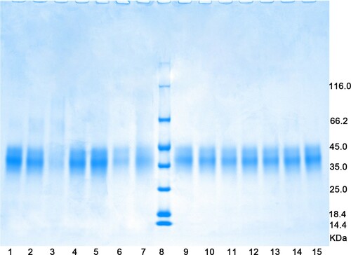 Figure 2. SDS-PAGE patterns of OVM after different treatments. Lane 1, Dry heat at 100°C; 2, dry heat at 150°C; 3, dry heat at 200°C; 4, moist heat at 60°C; 5, moist heat at 100°C; 6, dry autoclave sterilization; 7, moist autoclave sterilization; 8, marker; 9, dry high-pressure processing at 400 MPa; 10, moist high-pressure processing at 400 MPa; 11, dry high-pressure processing at 500 MPa; 12, moist high-pressure processing at 500 MPa; 13, dry high-pressure processing at 600 MPa; 14, moist high-pressure processing at 600 MPa; 15, untreated sample.