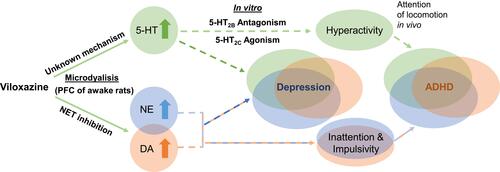 Figure 6 Proposed dual mechanism of action of viloxazine. The schematic shows purported clinical implications (dashed lines) of the observed neurotransmitter modulating effects of viloxazine. Microdialysis and in vitro studies demonstrate that viloxazine increases 5-HT, NE, and DA levels in the PFC of awake rats, as well as exhibits antagonistic activity towards 5-HT2B receptors and agonistic activity towards 5-HT2C receptors. These effects of viloxazine on modulating both the 5-HT and NE systems help explain why viloxazine is therapeutically relevant to neuropsychiatric disorders, such as the core symptoms of ADHD and depression.