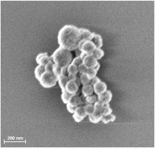Figure 1 SEM picture of SPIONCitrate. The picture of freeze-dried SPIONCitrate was taken with a Zeiss Auriga SEM (Carl Zeiss, Oberkochen, Germany) with an acceleration voltage of 1.5 kV.Abbreviations: SPION, superparamagnetic iron oxide nanoparticle; SEM, scanning electron microscope.