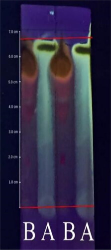 Figure 3. The elution on thin-layer chromatography was performed in duplicate and observed at 254 nm. Notation a is quercetin, and notation B is quercetin-like compounds in the mobile phase with methanol: water (40:60) at pH 6.97.