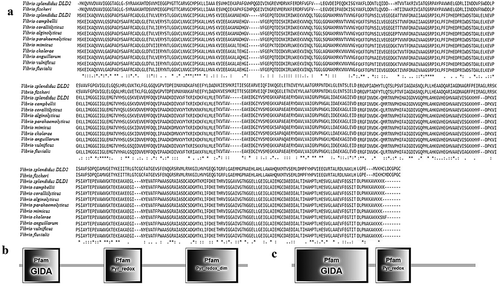 Figure 1. (a): Multiple sequence alignment of DLDs from Vibrio spp. The GenBank accession numbers are as follows: DLDs of Vibrio fischeri WP_069594165.1, Vibrio splendidus (DLD1) WP_010435969.1, Vibrio splendidus (DLD2) WP_004729673.1, Vibrio campbellii WP_012128871.1, Vibrio coralliilyticus WP_006958123.1, Vibrio parahaemolyticus WP_021823119.1, Vibrio alginolyticus AGK62253.1, Vibrio mimicus WP_000031532.1, Vibrio cholerae WP_000031535.1, Vibrio anguillarum WP_013857673.1, Vibrio vulnificus RAH35251.1, Vibrio fluvialis WP_020430460.1. (b and c) showed the domains of DLD1 and DLD2.