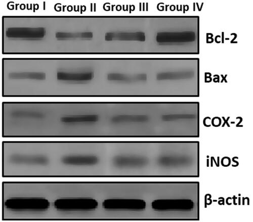 Figure 8. Investigation of apoptotic and signaling proteins. Figure 8 showed modulation of Bax and Bcl2 protein expression levels with an augment in Bax levels and an equivalent decline in Bcl2. A noteworthy enhance in COX-2 and iNOS at the same time ZnO-NPs along with pretreated UVB recovered the apoptotic and other signaling molecules like COX-2 and iNOS.
