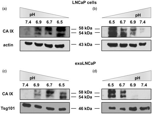 Figure 4. CA IX expression is related to microenvironmental pH. (a) Cells gradually cultured from pH 7.4 to 6.5 showed an increased CA IX expression. (b) CA IX decreased expression in LNCAP cells from pH 6.5 to 7.4. (c) Exosomes isolated from cells cultured from pH 7.4 to 6.5 showed an increased CA IX expression. (d) Exosomes isolated from cells cultured from pH 6.5 to 7.4 showed a decreased CA IX expression.