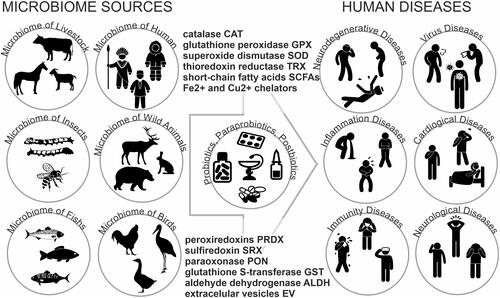 Figure 2 Lactobacteria from the different microbiome sources and the possibilities of their use as probiotics or pharmabiotics,and postbiotics in the prevention and therapy the human diseases.
