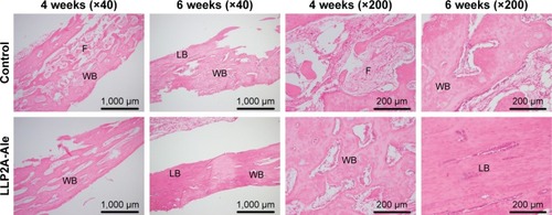 Figure 2 Histopathological samples of bone tissue showing that LLP2A-Ale accelerates callus formation and remodeling. The sample is stained with H&E. Decalcified bone histology at 4 and 6 weeks after treatment (40× or 200× magnification).