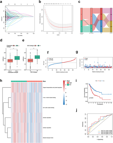 Figure 5 Construction of CRGS risk score signature in training cohort. (a) LASSO coefficients of prognosis-related DEGs. (b) Ten-fold cross-validation for tuning parameter selection in the LASSO model. (c) Waterfall plot showing distributions of cuproptosis subtype and DEG subtype in high and low CRGS risk score groups. Risk score differences between (d) two cuproptosis subtypes and (e) two DEG subtypes. (f) Risk score distribution curve. The blue line represents risk scores for low-risk patients; the red line represents risk scores for high-risk patients. (g) Scatter plot showing the relationship between survival status and risk score. The horizontal ordinate represents the number of patients; the vertical ordinate represents the risk score. (h) Heatmap comparing the enrichment differences of six CRGSs between high- and low-risk patients. (i) Kaplan–Meier analysis for high- and low-risk patients. (j) ROC curve for predicting 1-, 3- and 5-year OS of the CRGS risk score model. Statistical significance: ***P<0.001.